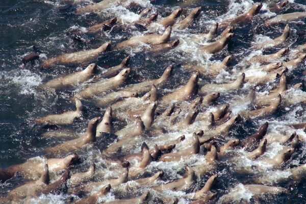 Sea Lions at Sea Lion Caves